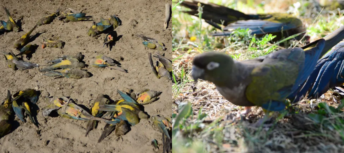 Preocupación por muerte masiva de loros en Argentina: 250 ejemplares ...