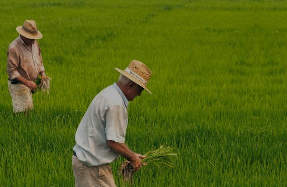Rice growers