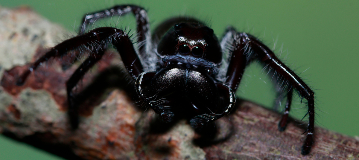 Hombre encontró araña gigante en Gran Bretaña dentro de una caja de ...