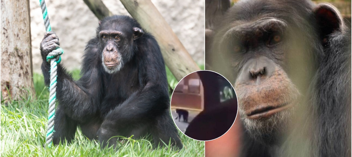 'Yoko' no compartía jaula con 'Chita' y 'Pancho', pero sí eran los últimos tres chimpancés en cautiverio en Colombia.