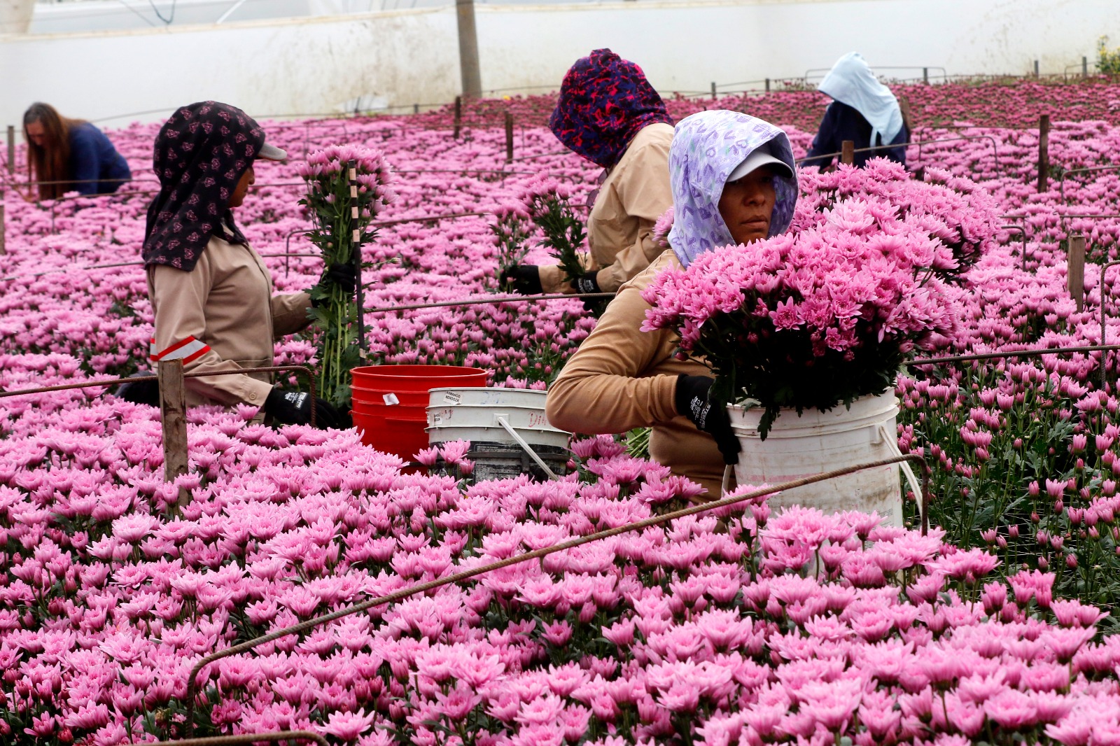 El Día de la Madre es una de las temporadas más importantes para el sector floricultor.