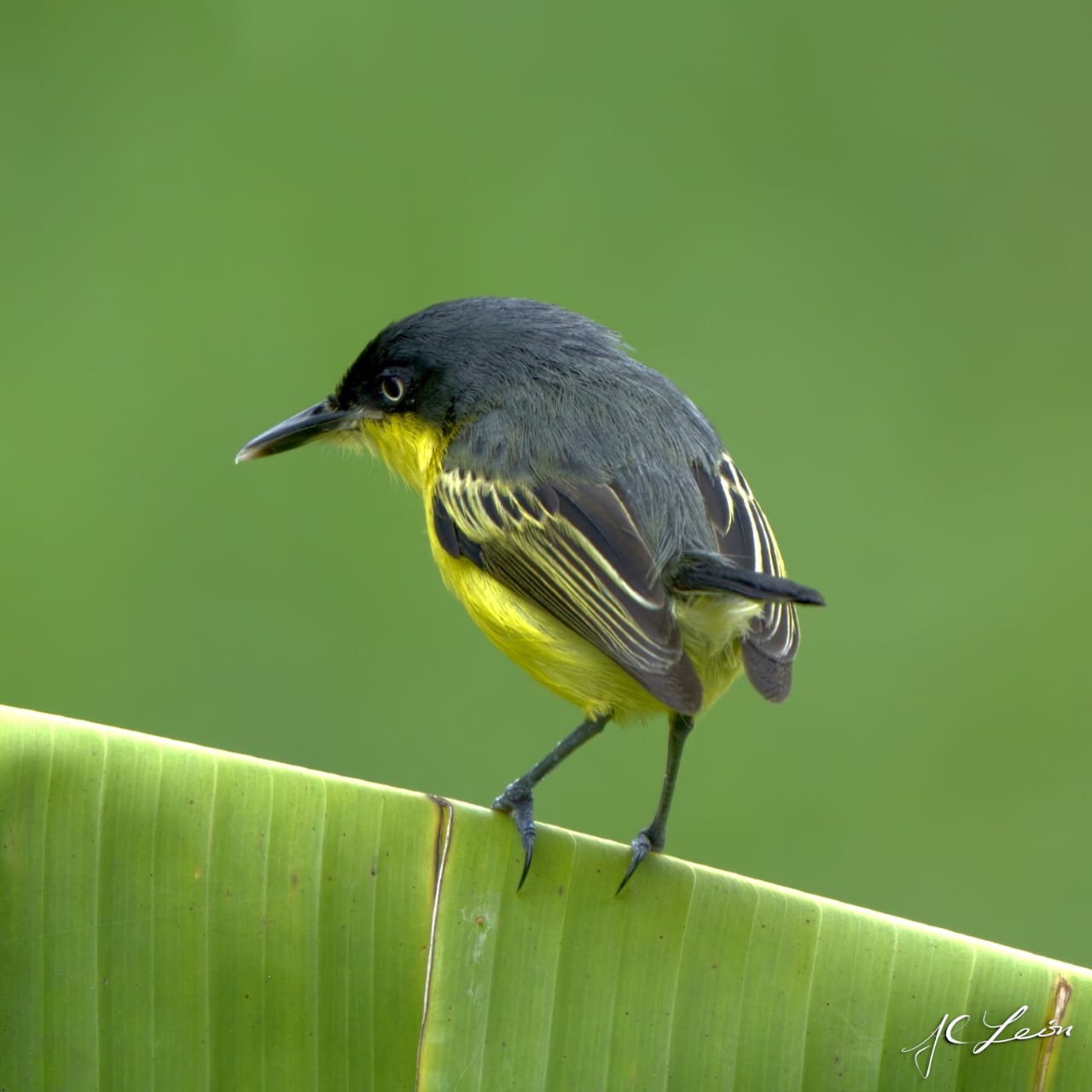 Lideró en especies y listas reportadas, seguido por Antioquia, Putumayo y Valle del Cauca.