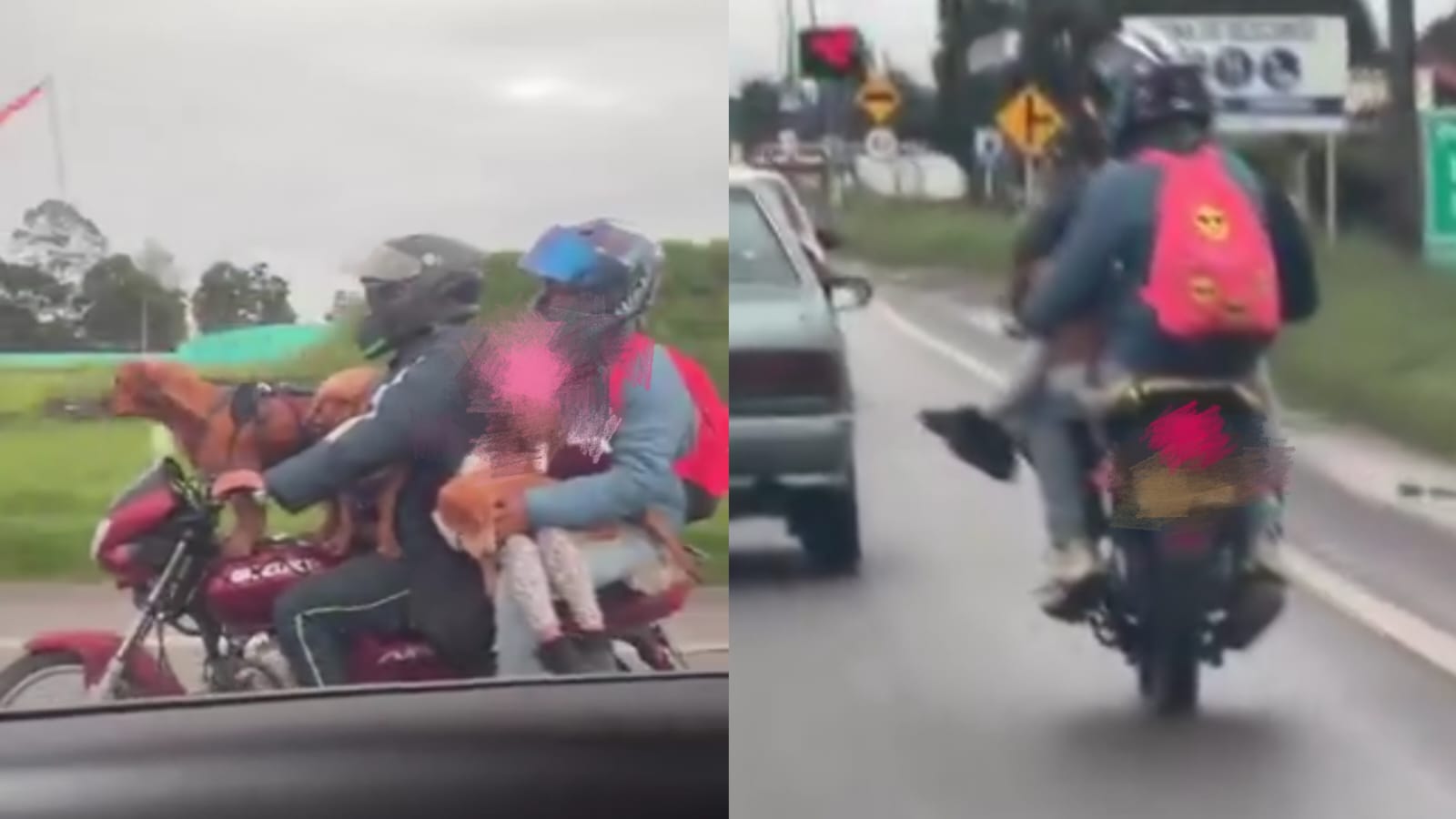 Director Viajando Con dos Perros y una niña