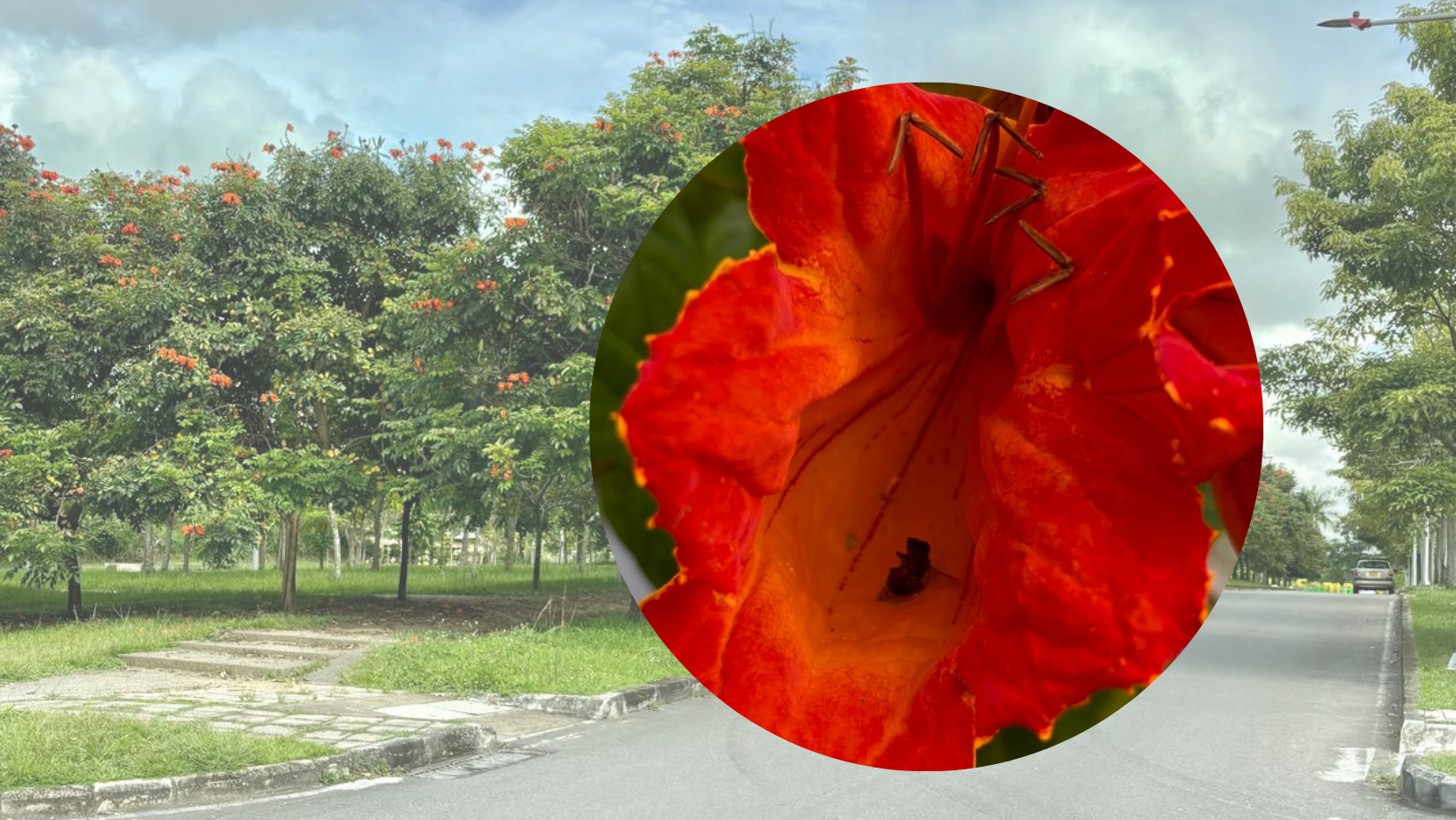 Tulipán Africano, especialmente que amenaza a las abjas.