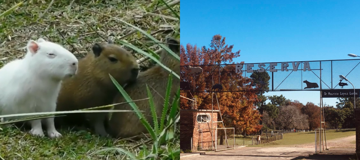 Capibara albino