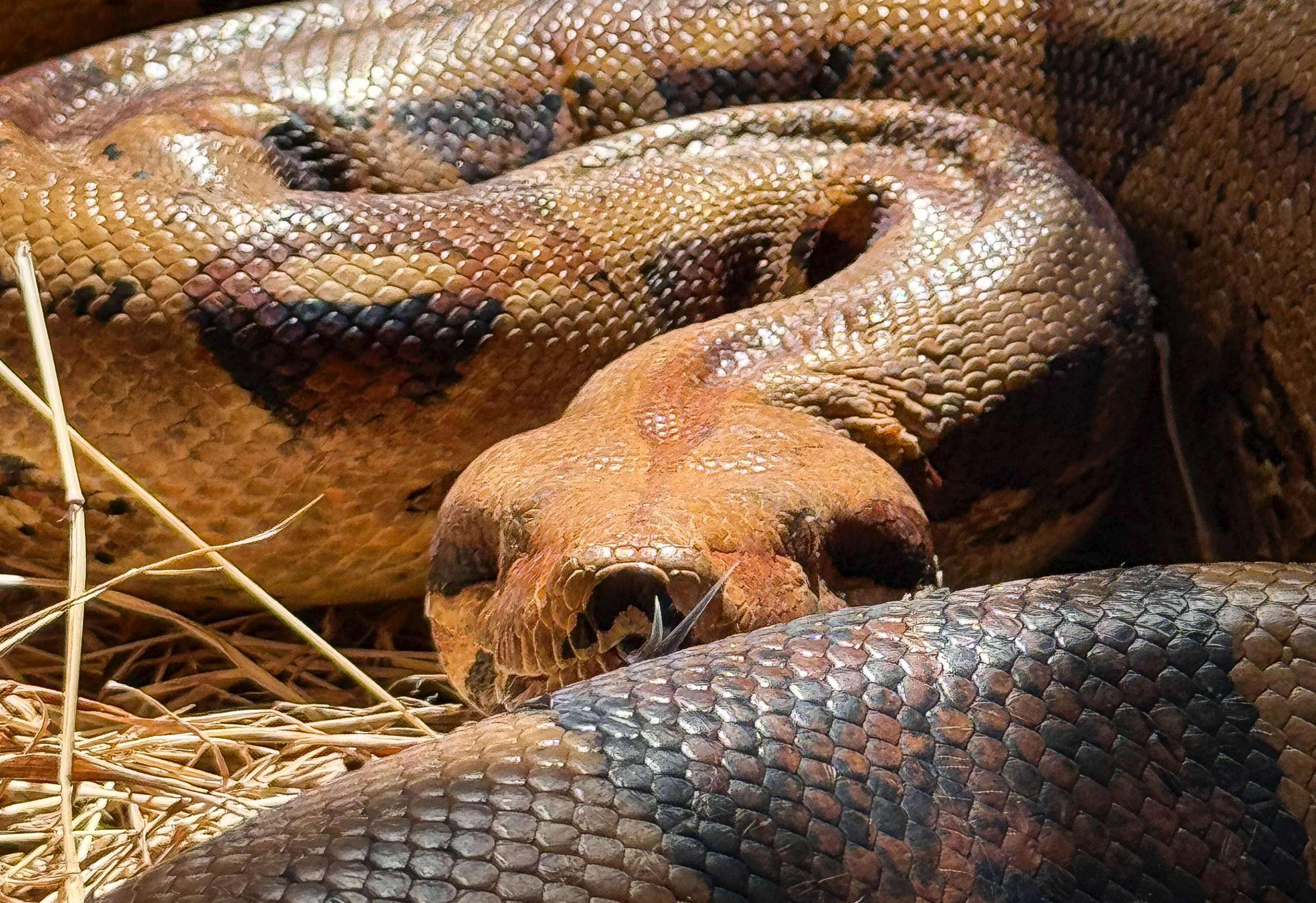 La Boa constrictor es la especie con más ingresos reportados para atención en el CAV.