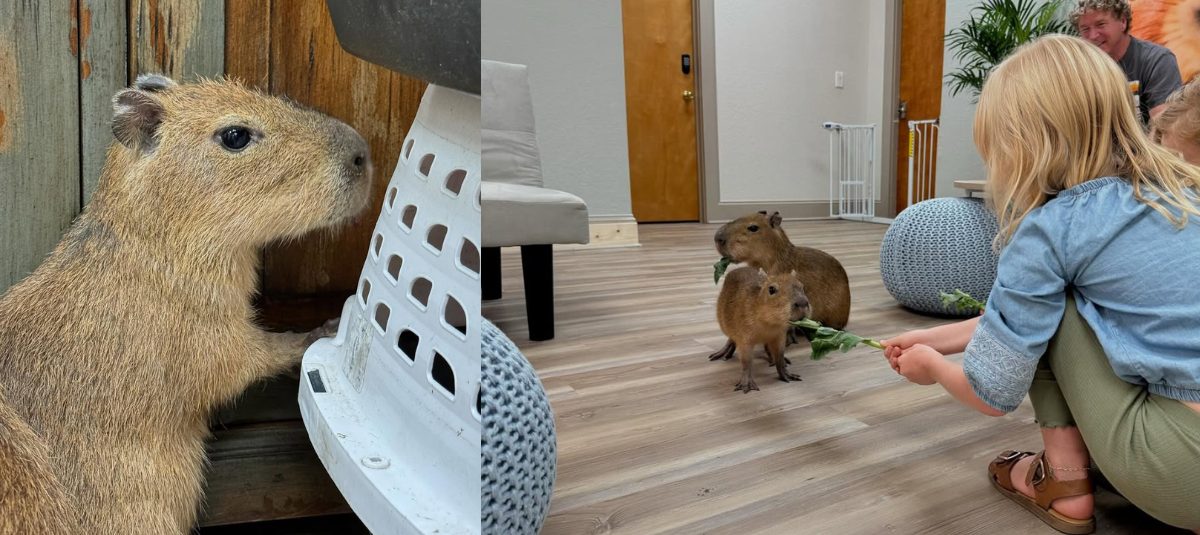 Cafe capybara