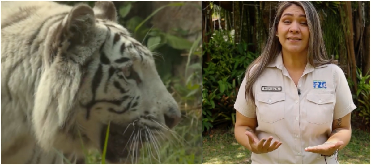 Rzecznicy zoo w Cali wyjaśnili śmierć Indiry, tygrysicy bengalskiej, która zginęła w ataku swojego syna, Canú.