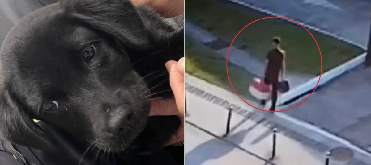 Sujeto no pudo subirse con su perro al avión y lo abandonó en el aeropuerto