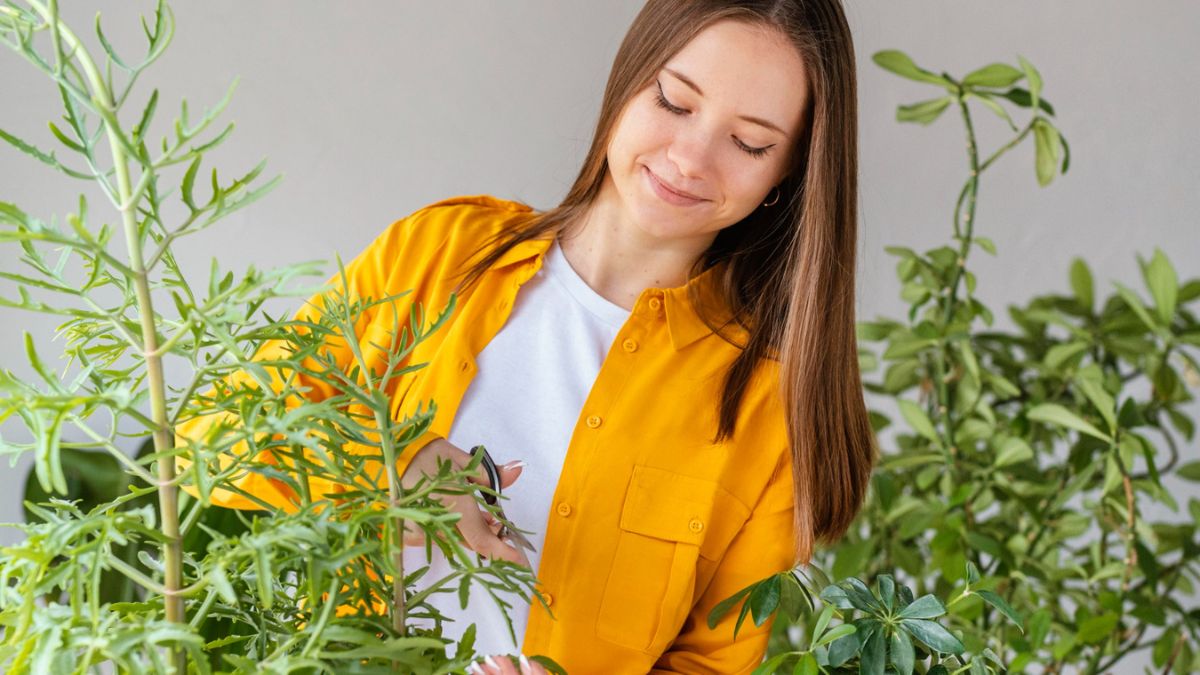 Mujer cuidando una planta de ruda en casa