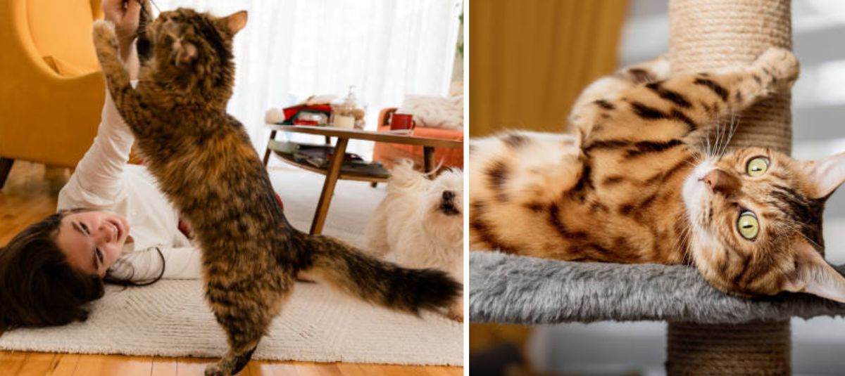 gatos