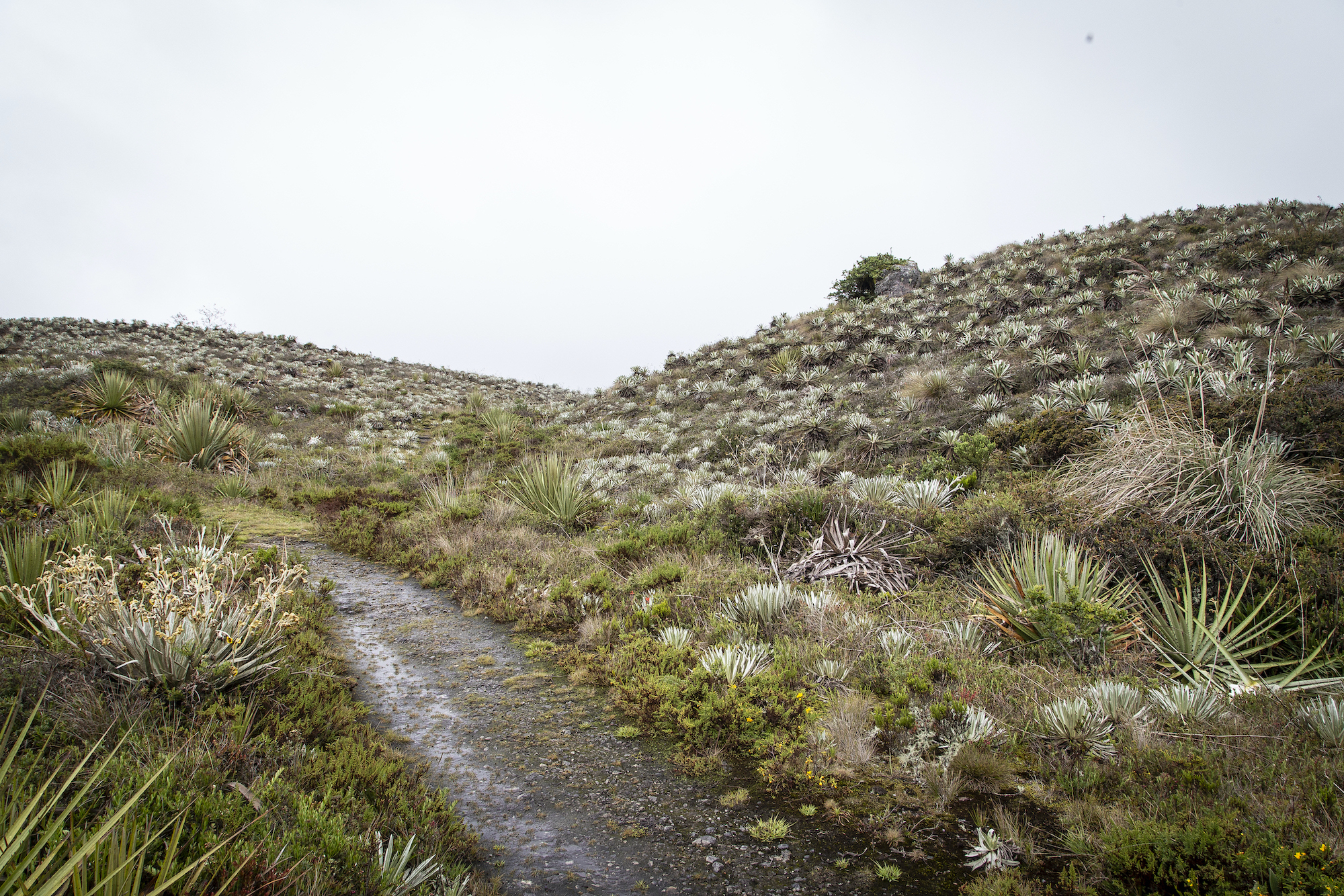 Paramo