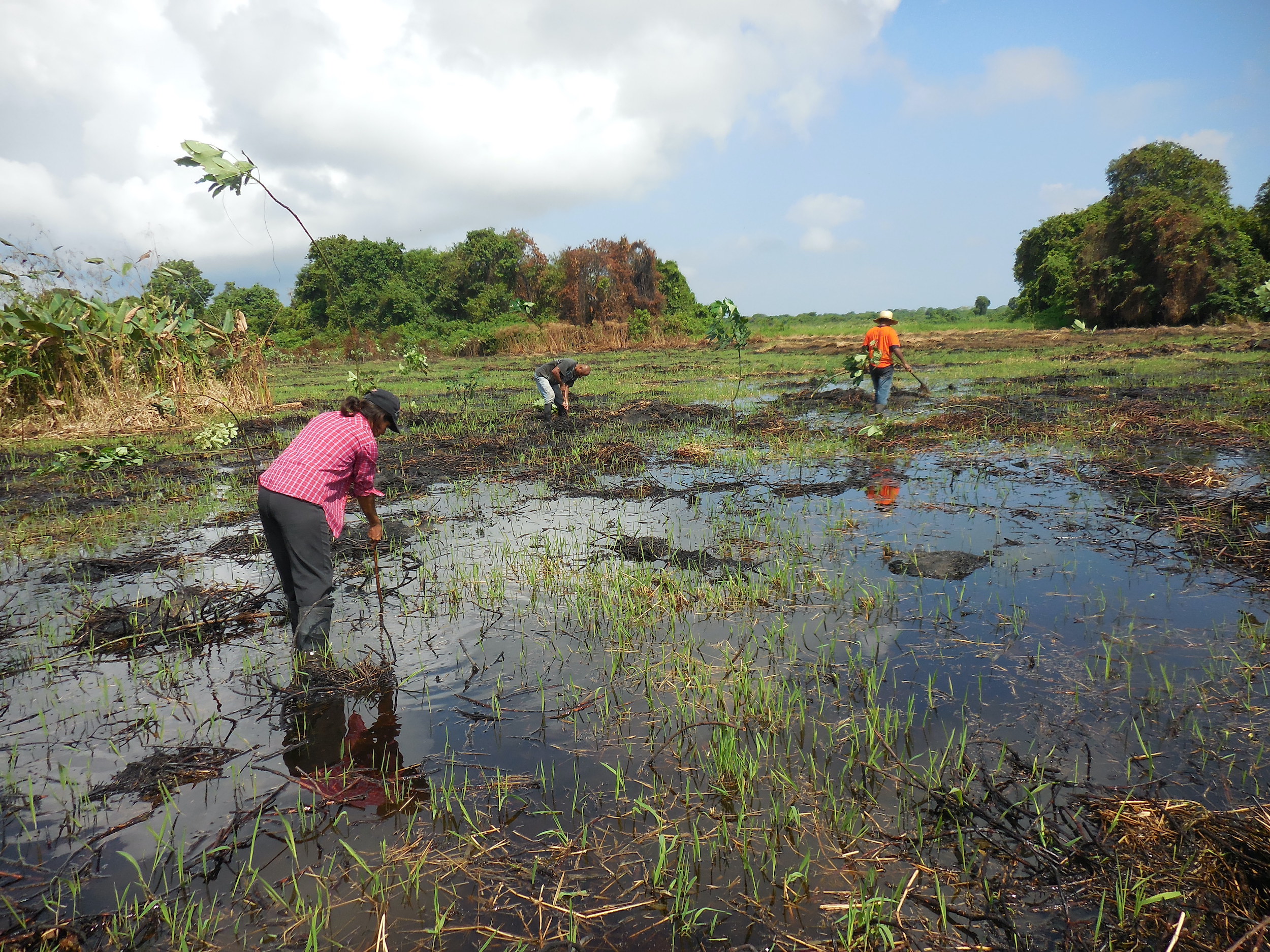 Mongabay Wetlands