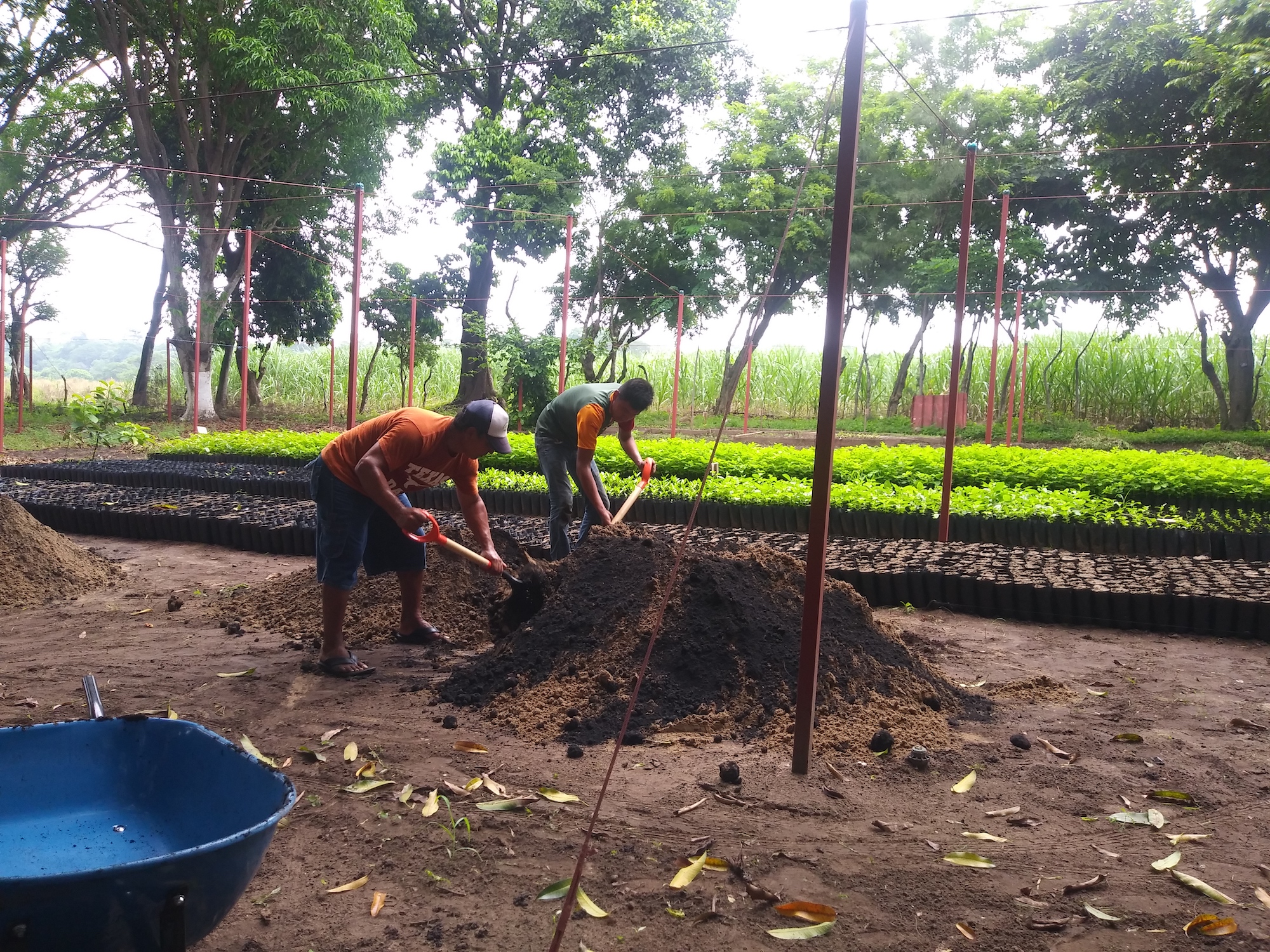 Mongabay ecosystem wetlands planting