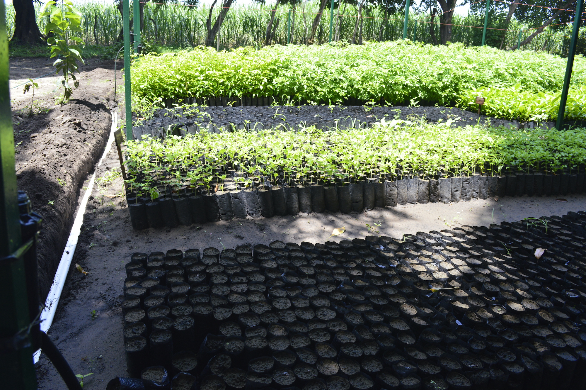 Mongabay ecosystem wetlands planting