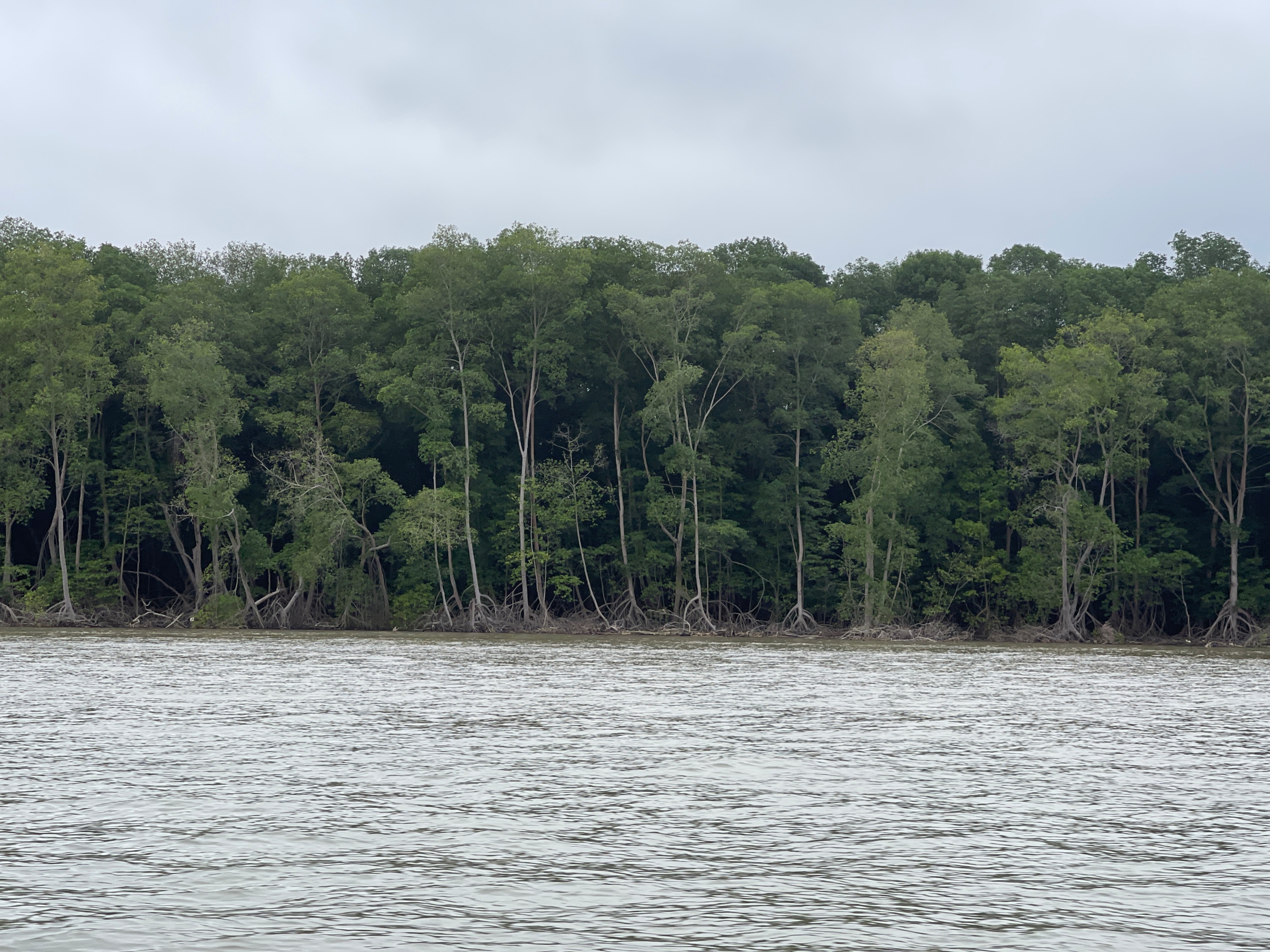 Mongabay mangrove ecosystem