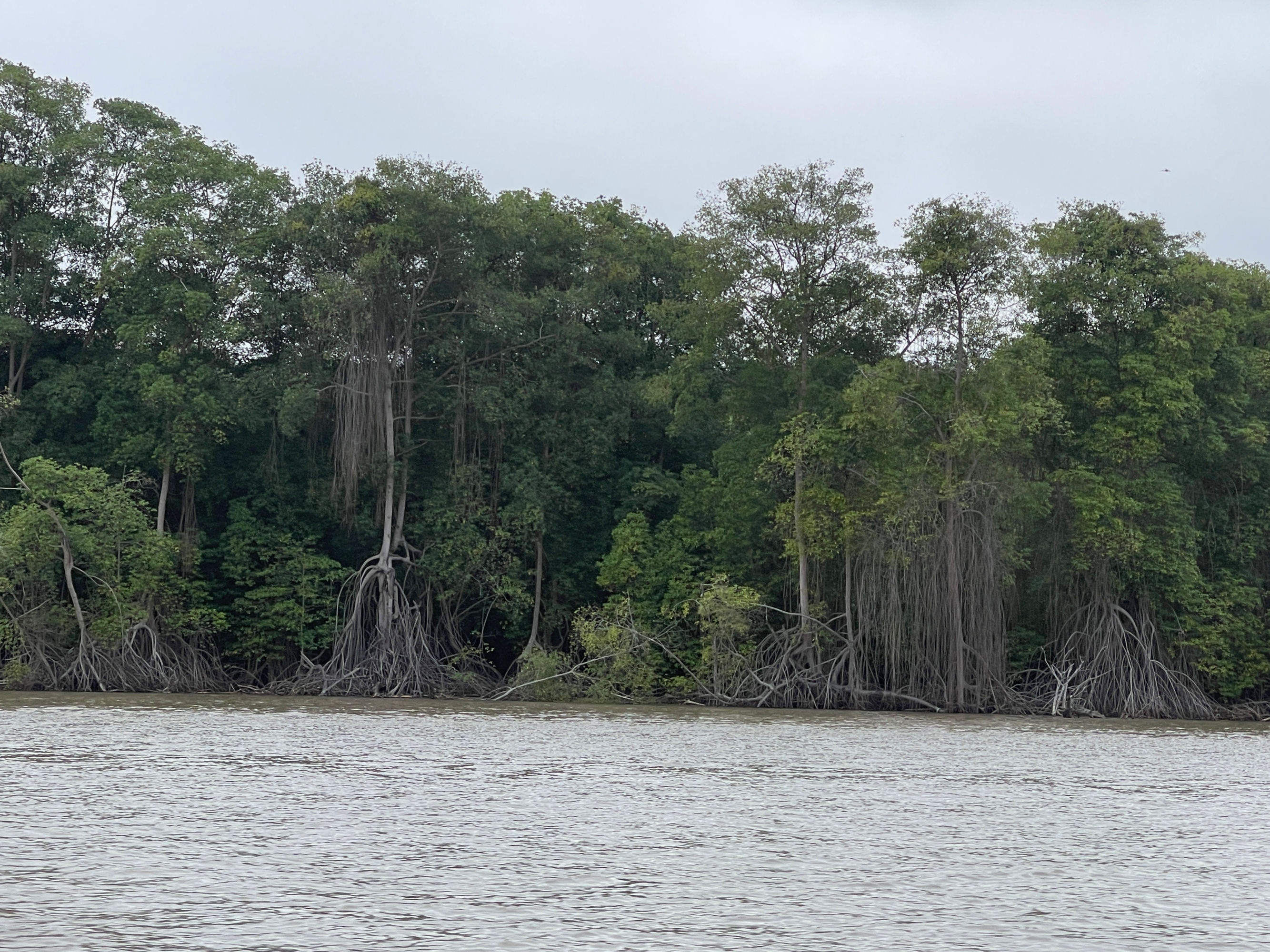 Mongabay mangrove ecosystem