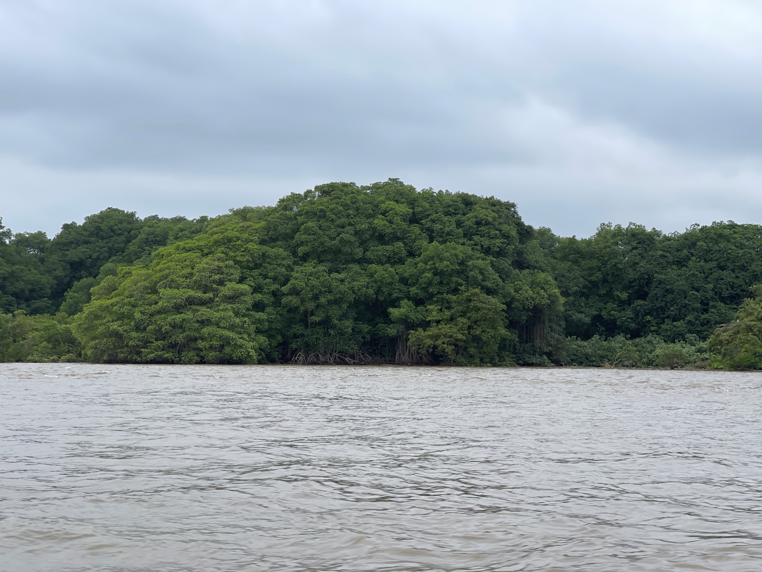 Mongabay mangrove ecosystem