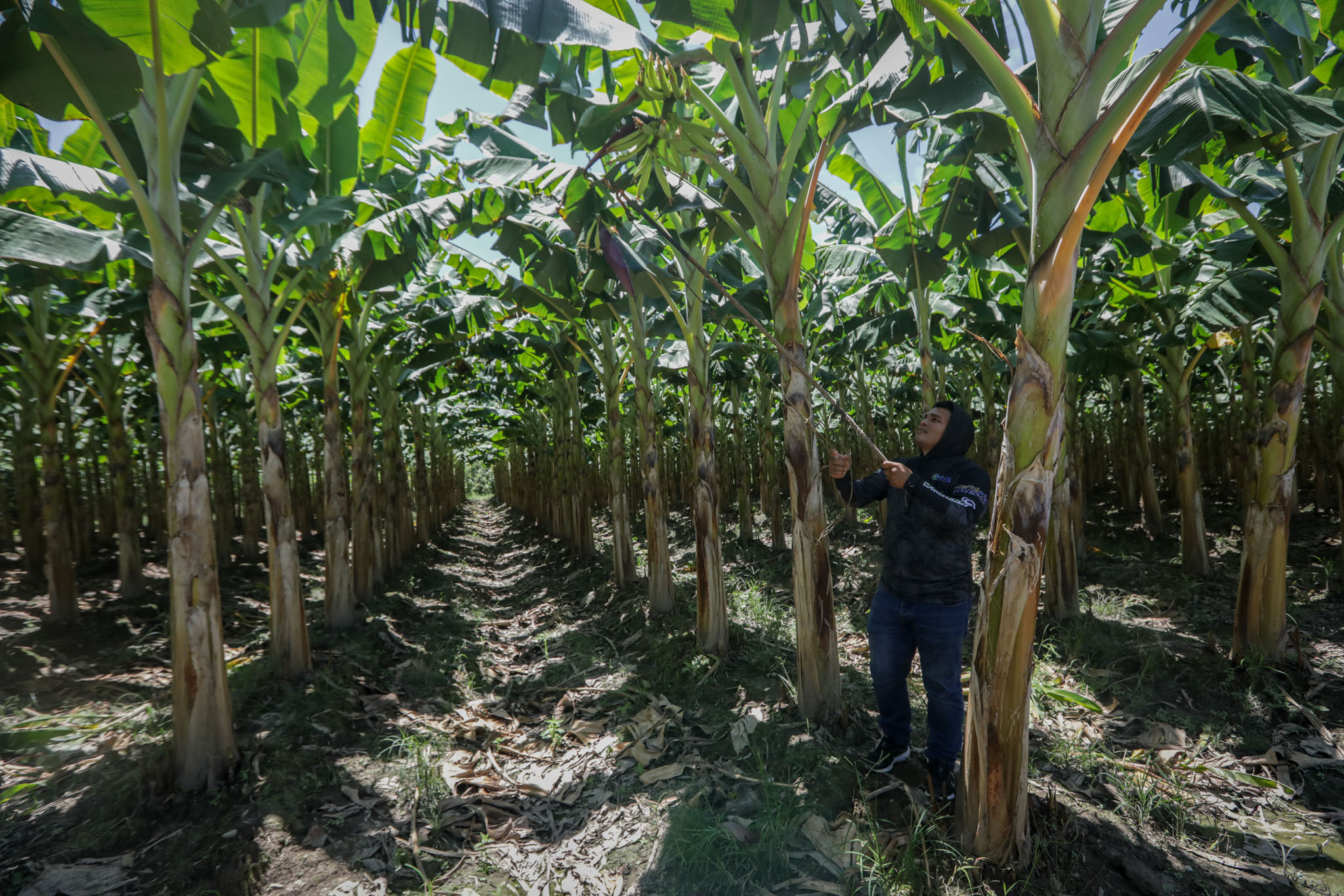 Agricultura campesinos