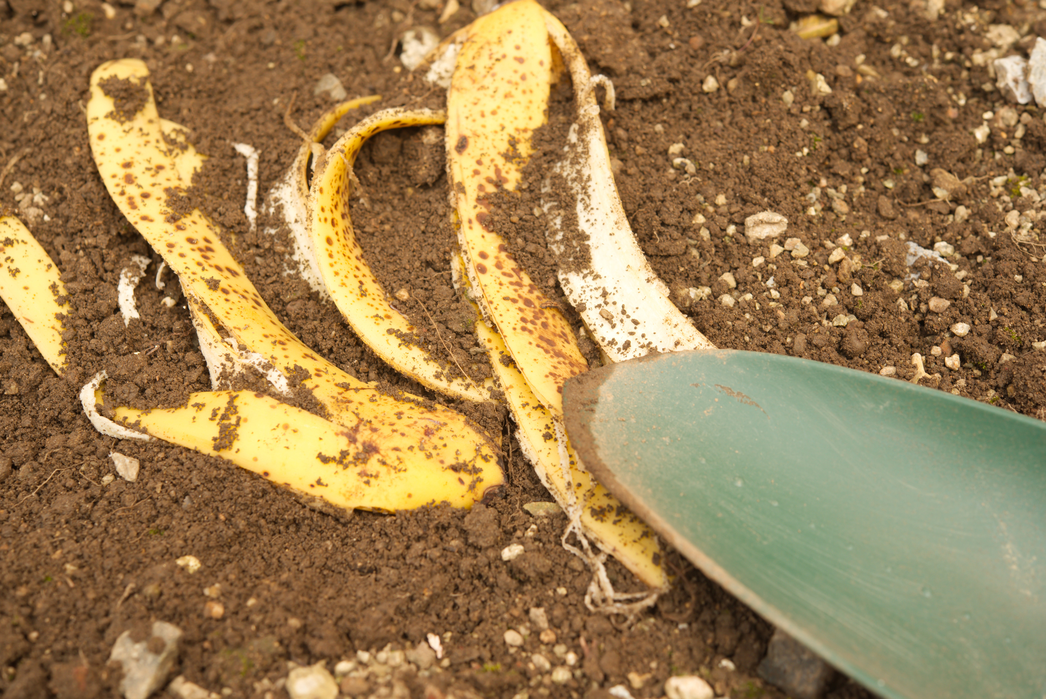 La cáscara de banano es un fertilizante natural para plantas.