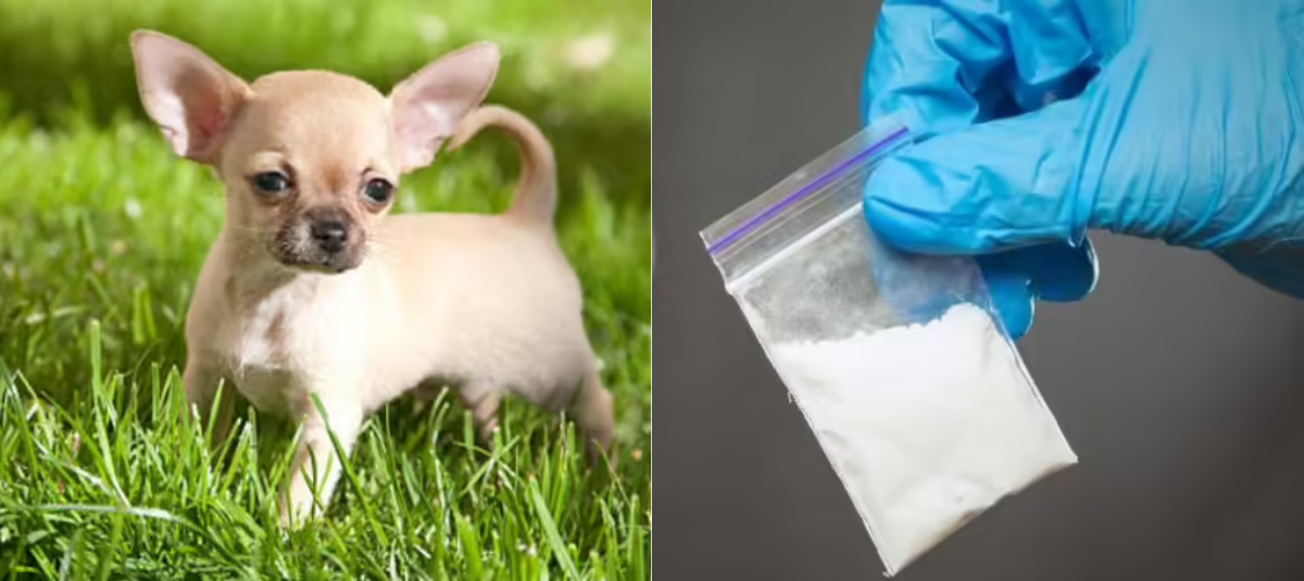 El Caso de Un Chihuahua que se Desmayó Tras ingerir Cocaína: Así Fue como los veterinarios lo Salvaron