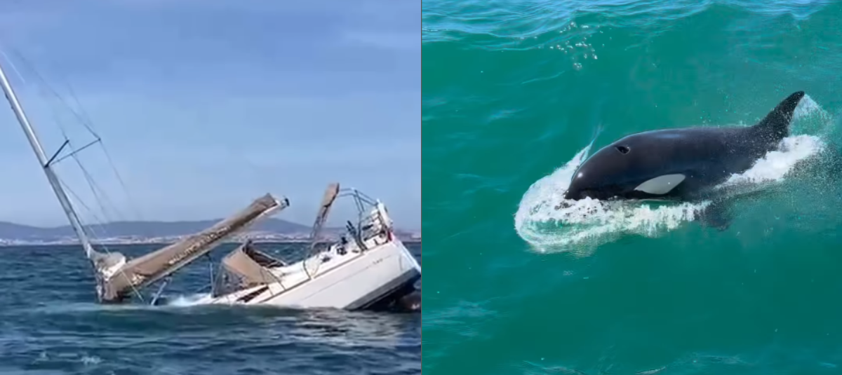 Video: así es el momento en el que un grupo de orcas hunden un velero en la costa de Portugal; los ocupantes fueron rescatados