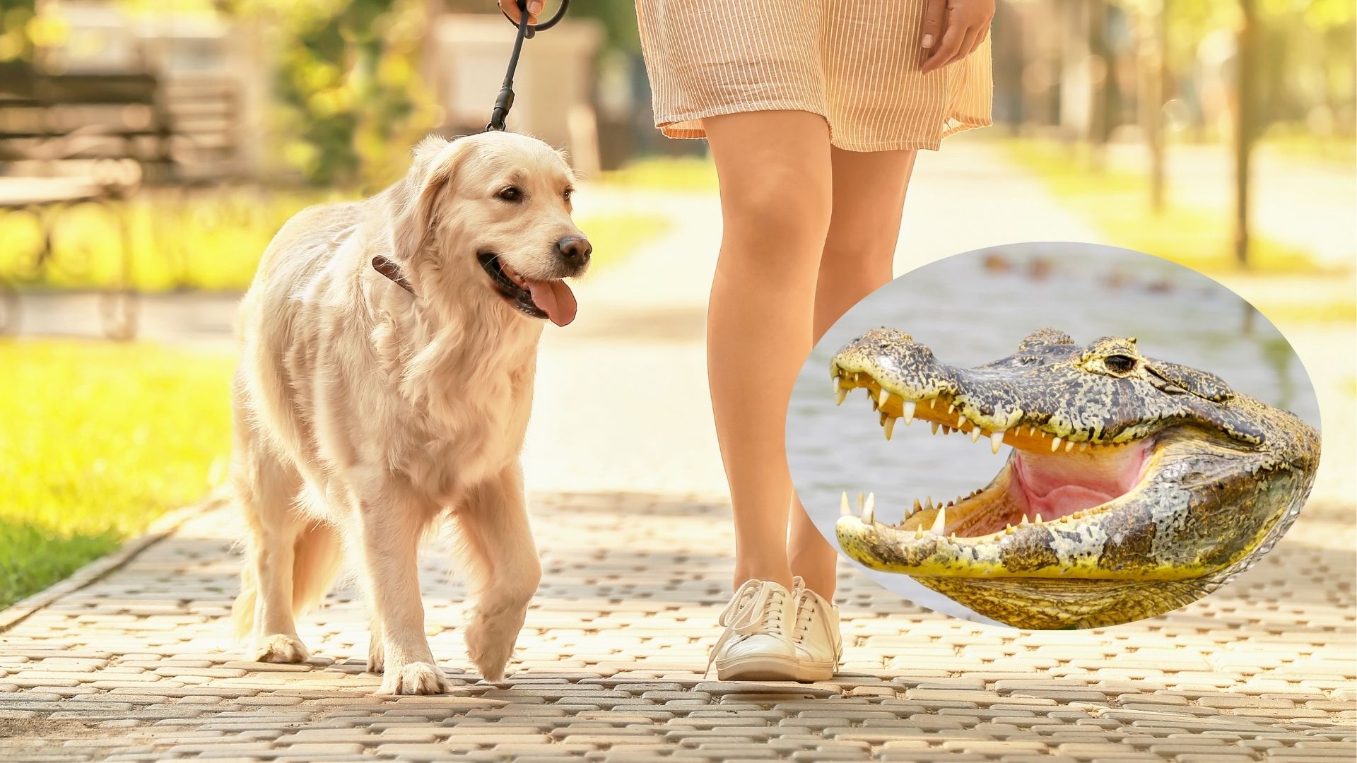Caimán ataca un perro