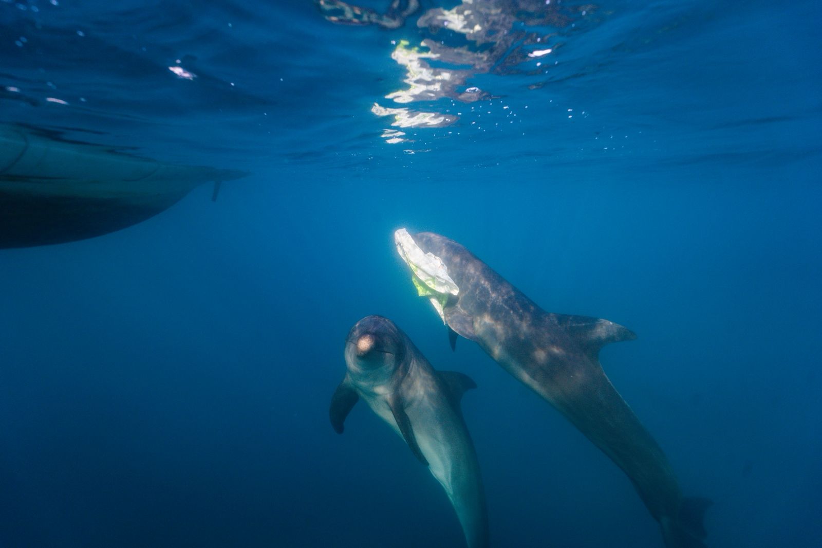 delfines