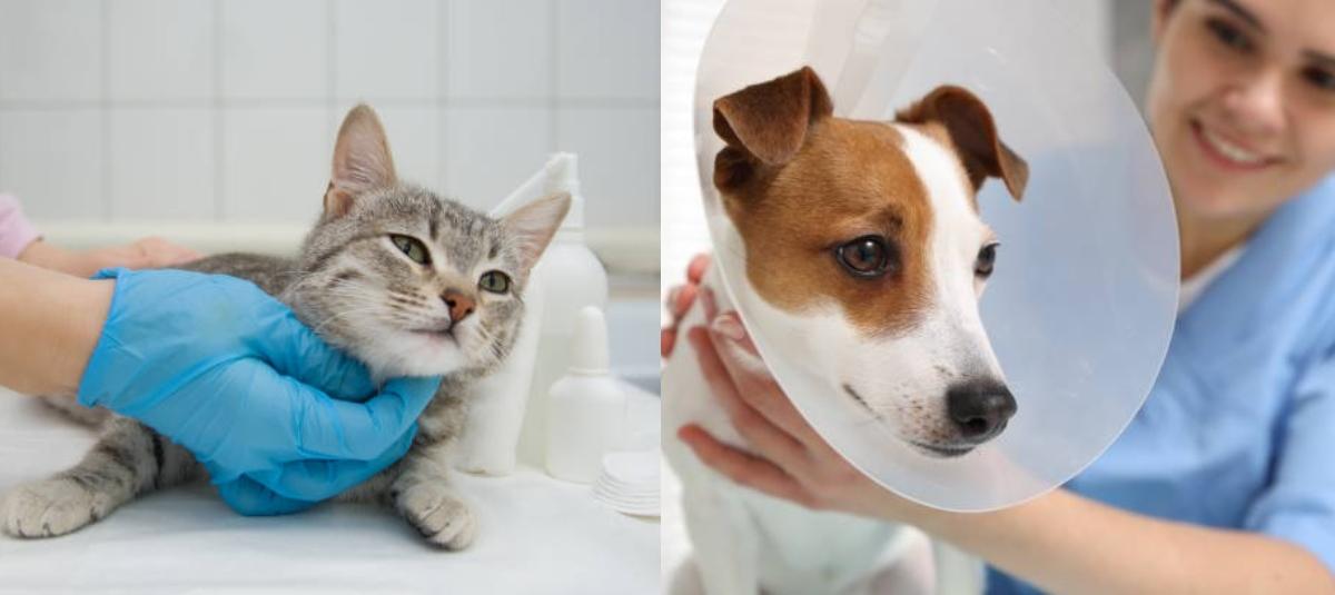 Animales domésticos
