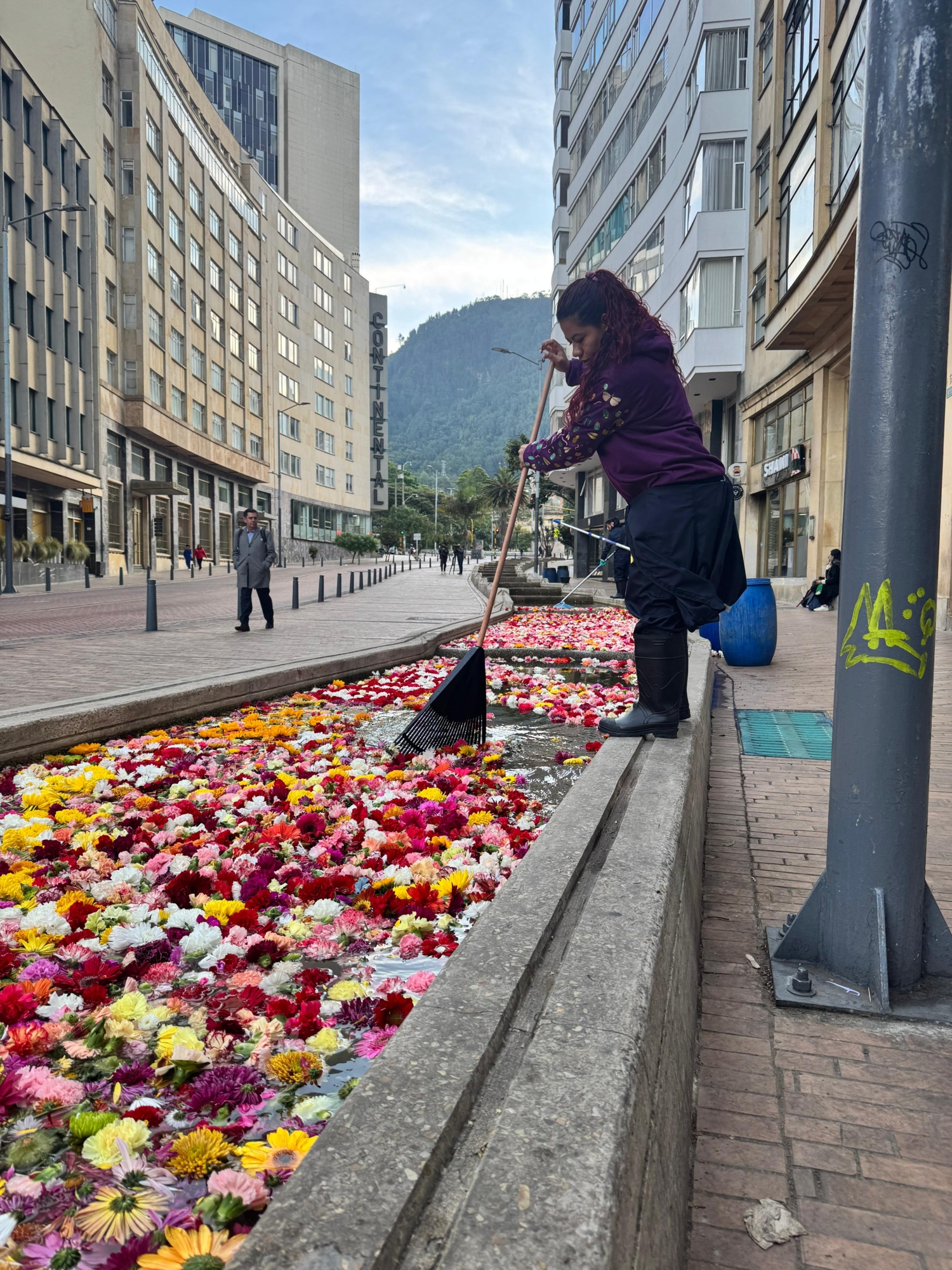 Recolección de Canto del río en Bogotá