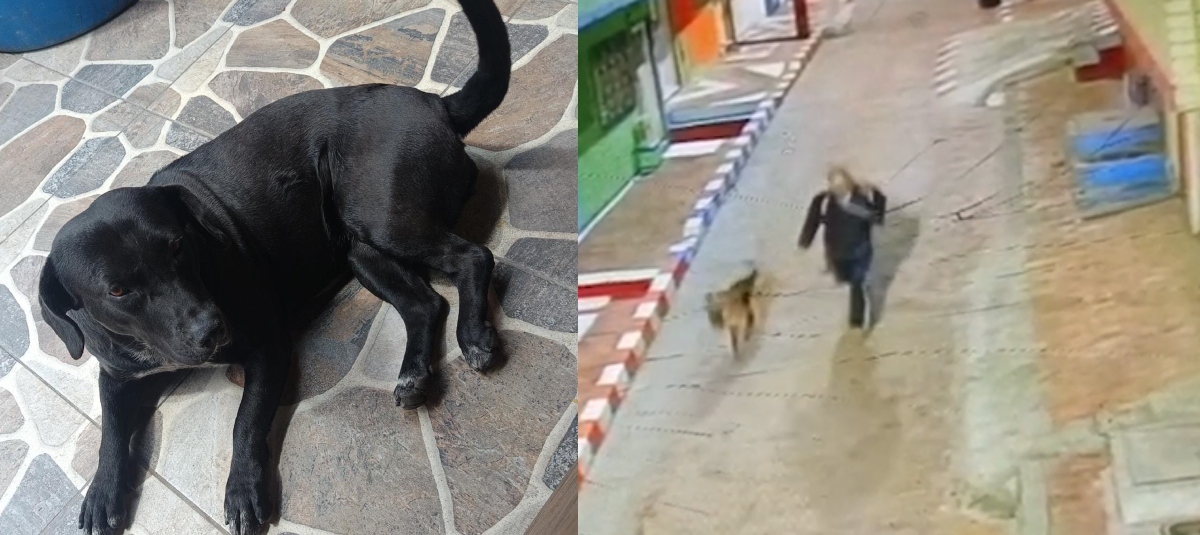 El Delincuente Hurtaba A Los Animales y Dispués Abusaba Sexualmento de Ellos