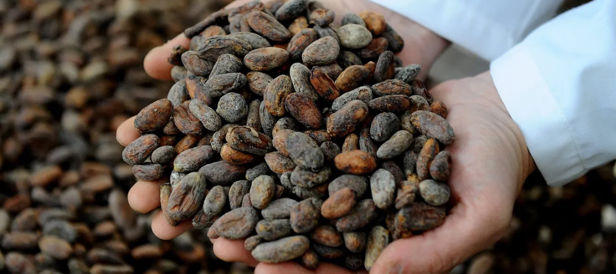 Cacao Ecuador