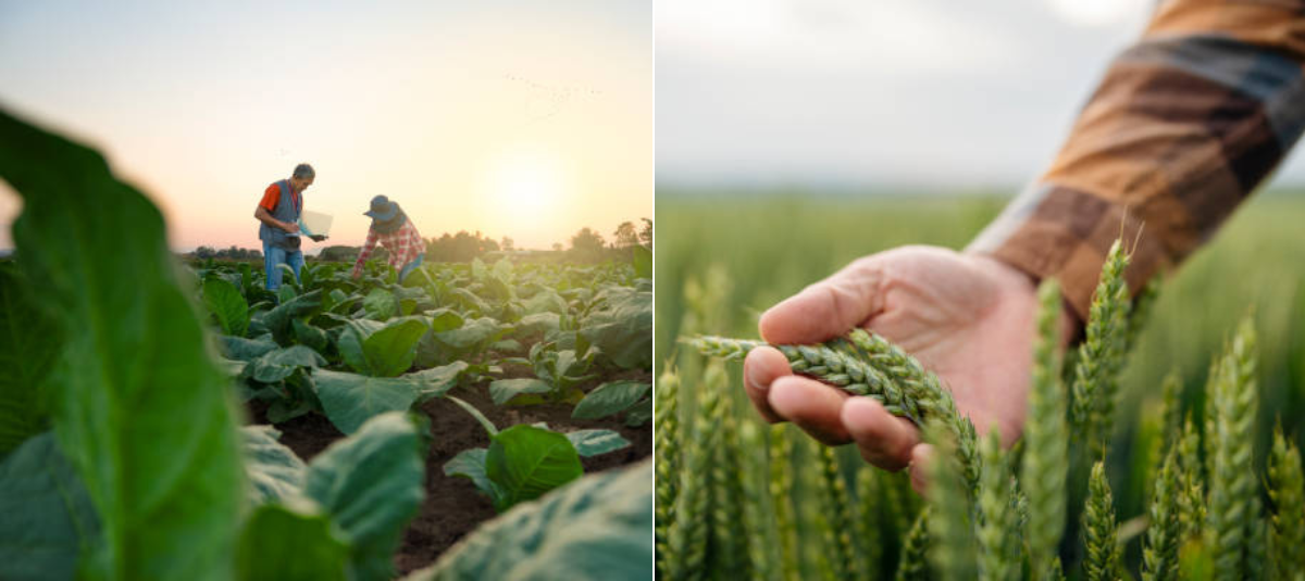 Agrifood