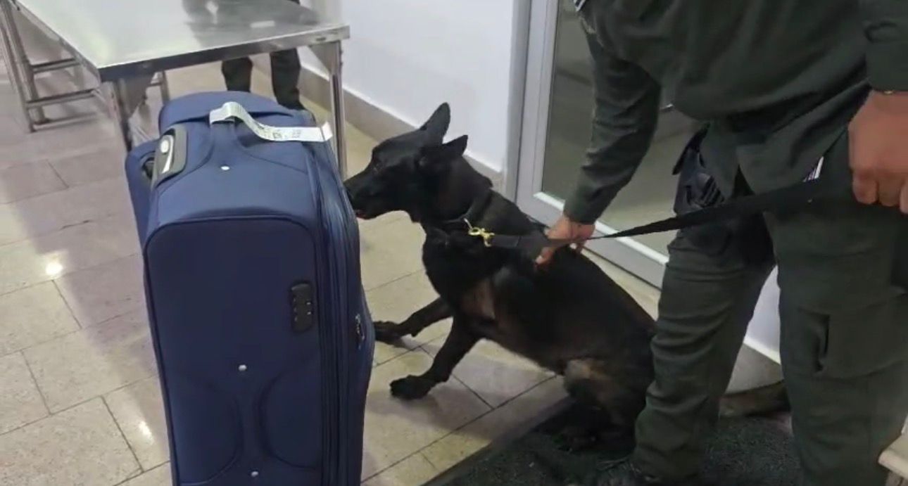 Cae mula en cartagena con droga