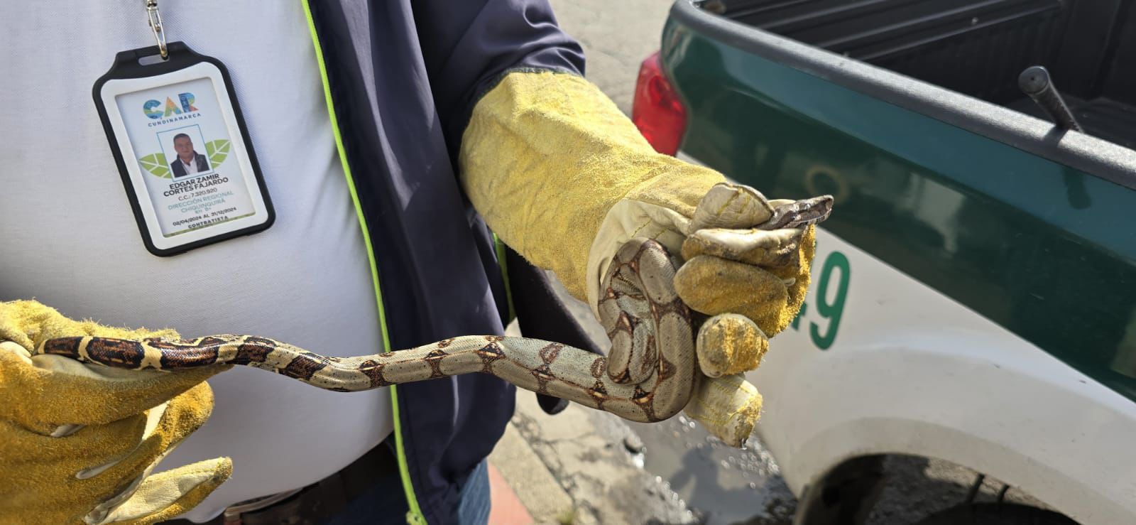 Más de 600 animales silvestres fueron rescatados en Bogotá y Cundinamarca durante 2024.