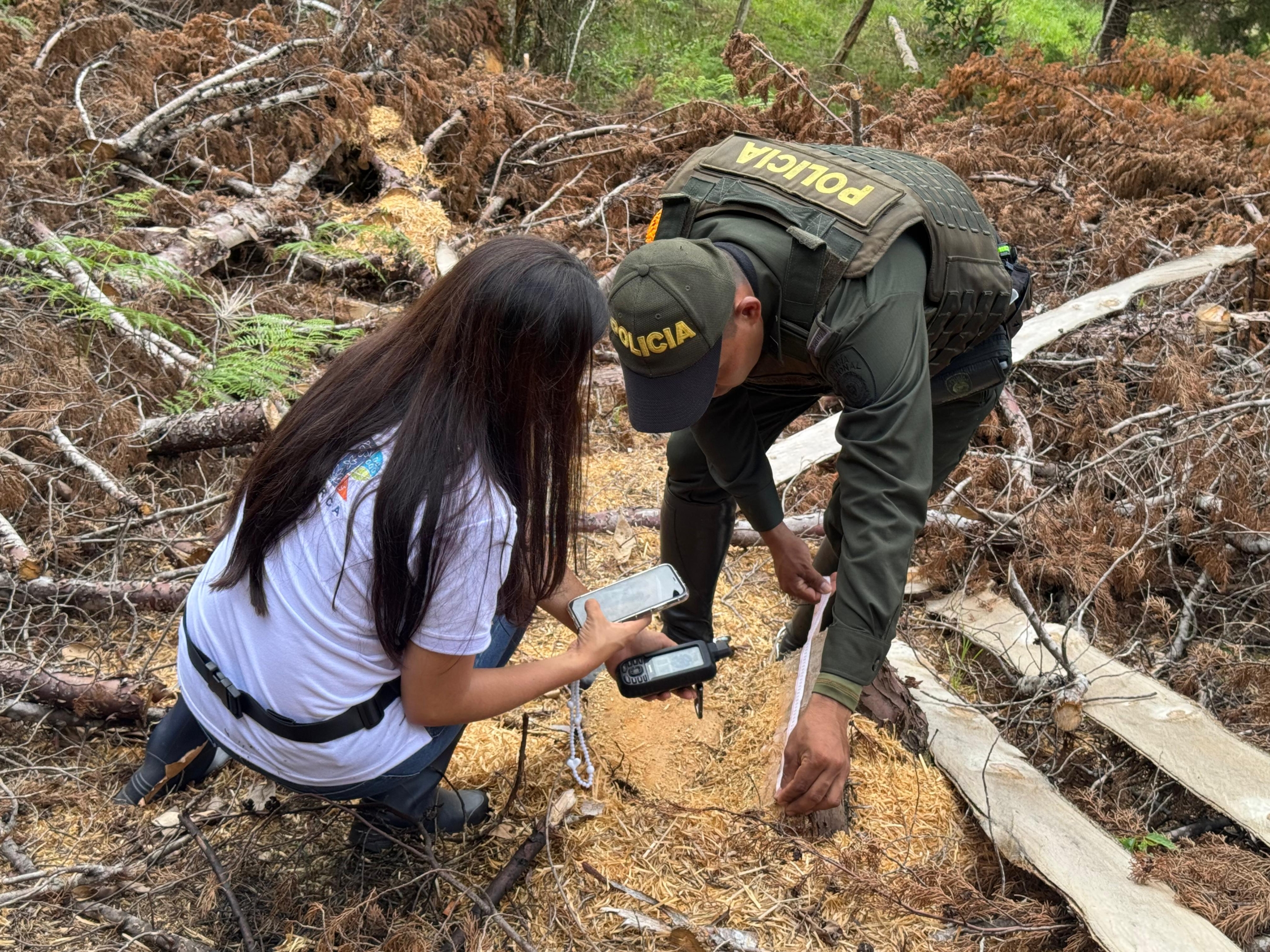 Tala de árboles Pacho