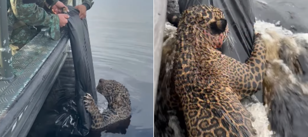 Jaguar