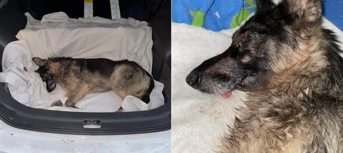 Perro arrollado por tren es rescatado