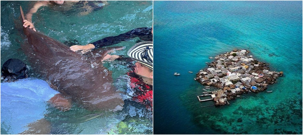 Los turistas suelen nadar con los tiburones en el islote San Bernardo por 10.000 pesos.