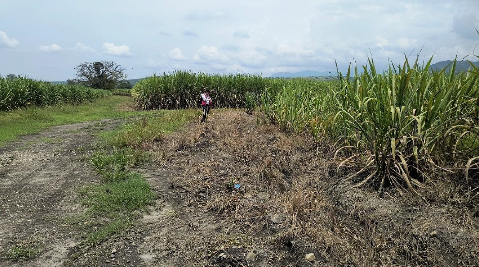 Valle del Cauca'daki El Lebanon arazisi.