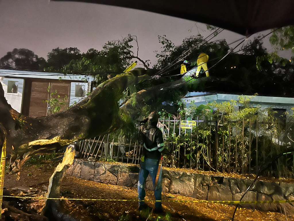 Emergencia por caída de árbol en una casa en Cali.