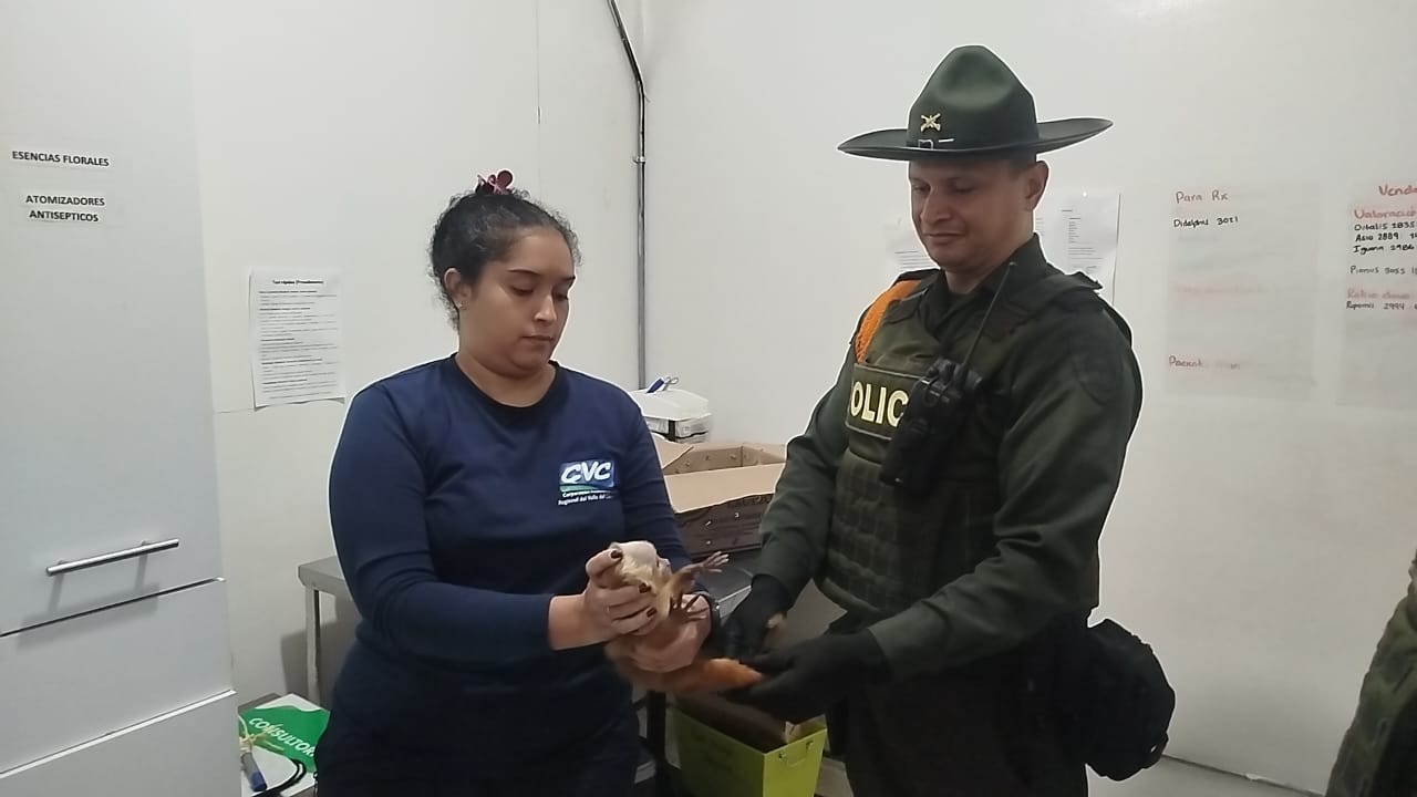 Cali'nin kuzeydoğusunda bir primat buluyorlar.