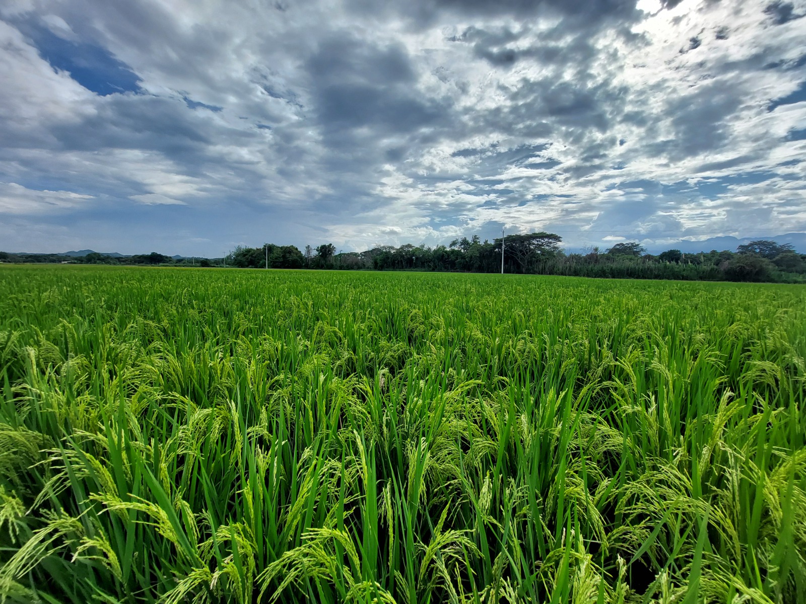 Desde hace más de 50 años, la Alianza Bioversity & CIAT lidera la investigación en arroz para América Latina y el Caribe