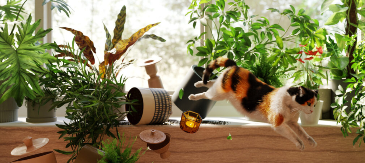 Gato plantas