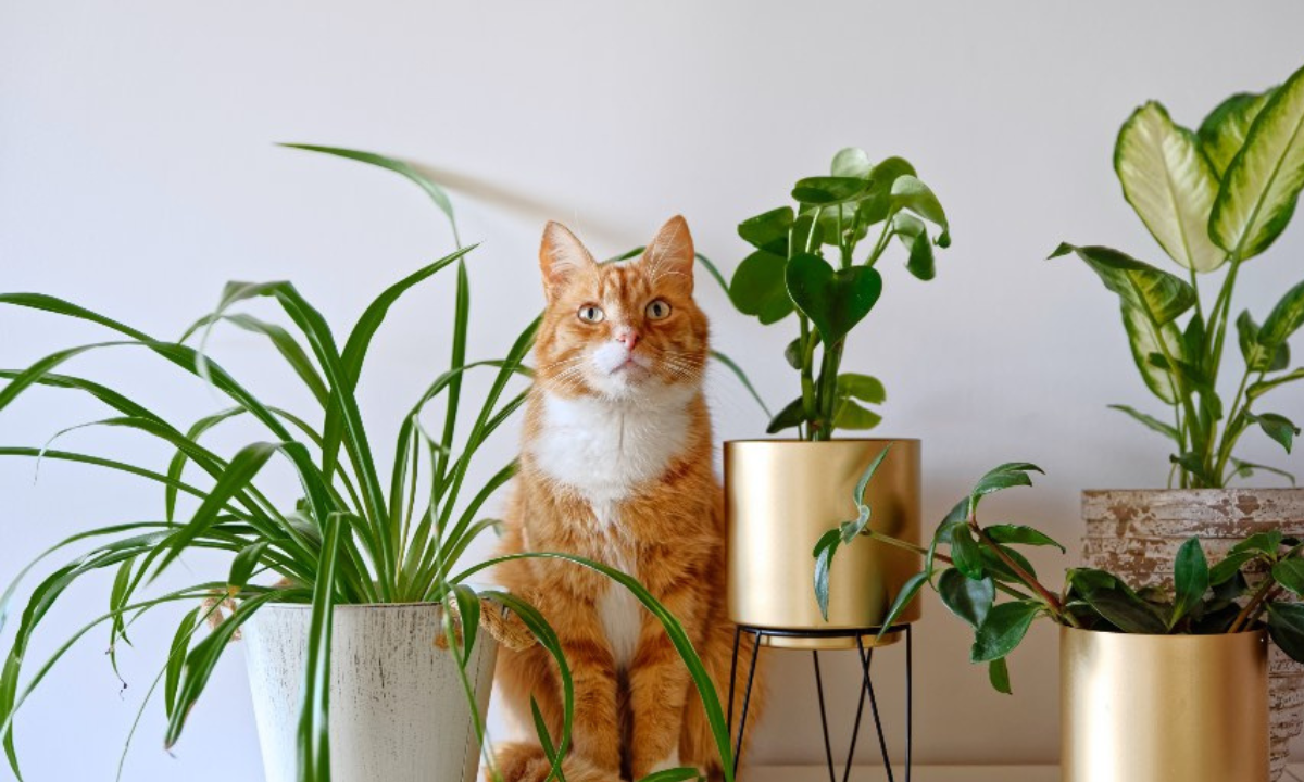 Plantas y gatos