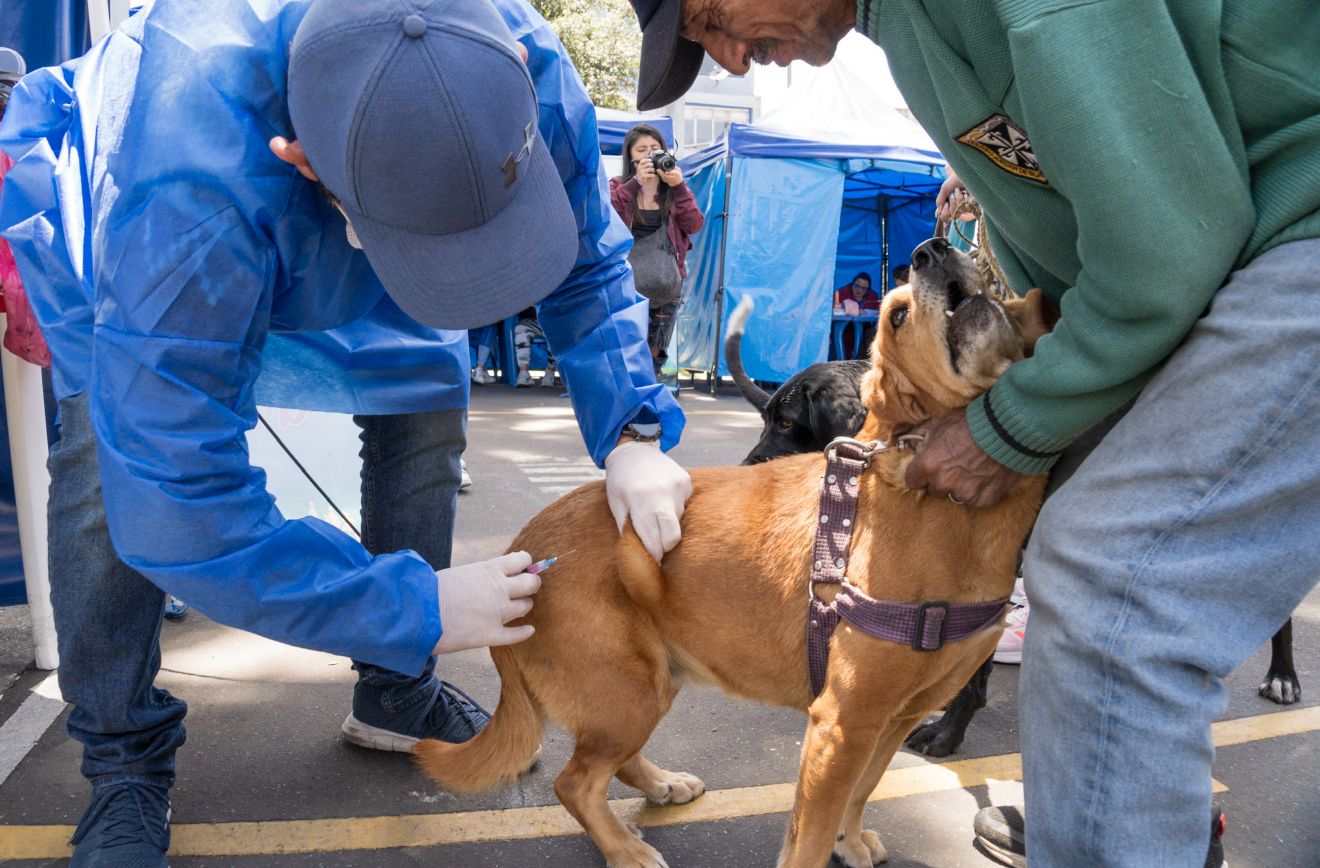 Los animales mayores de tres meses podrán recibir la vacuna contra la rabia sin costo alguno.
