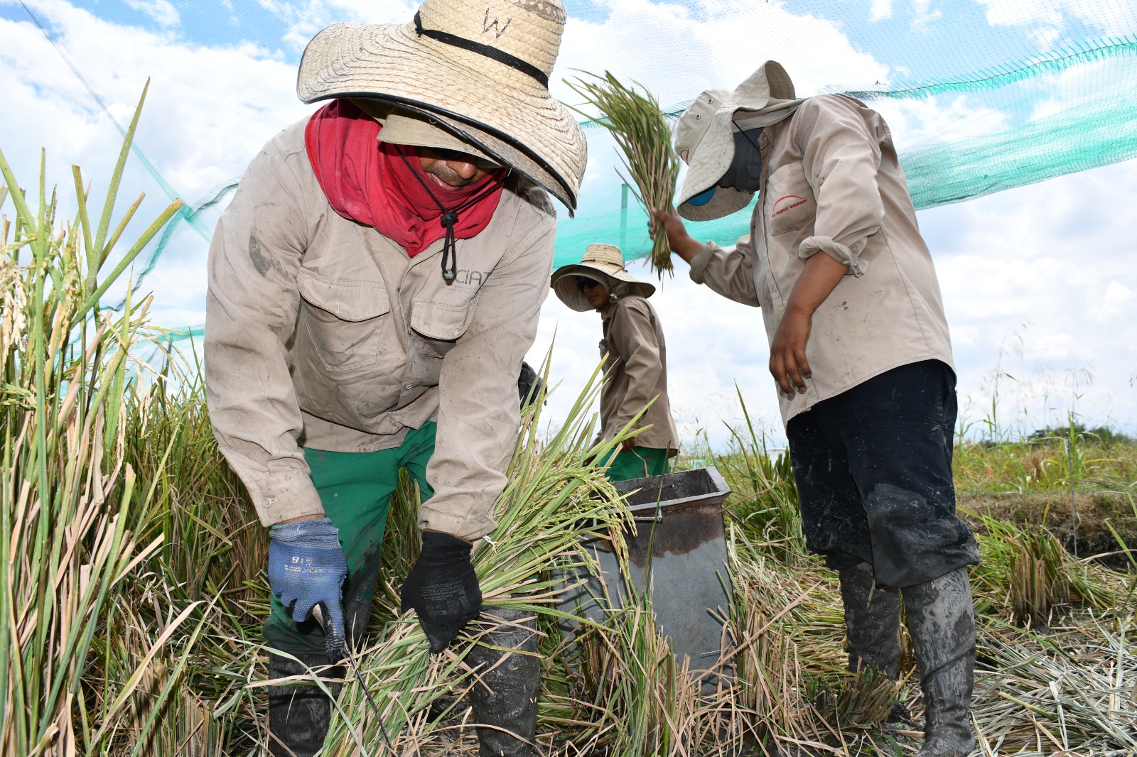 Desarrollan nueva variedad de arroz para el país.