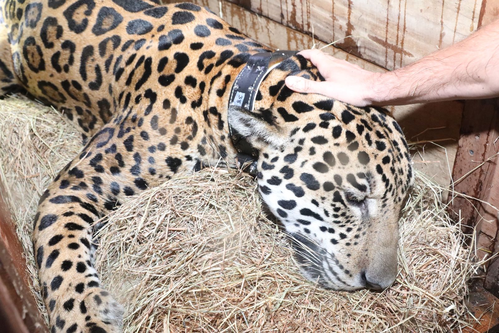 El jaguar fue rescatado en septiembre entre Tocaima y Apulo, en la cuenca baja del río Bogotá.