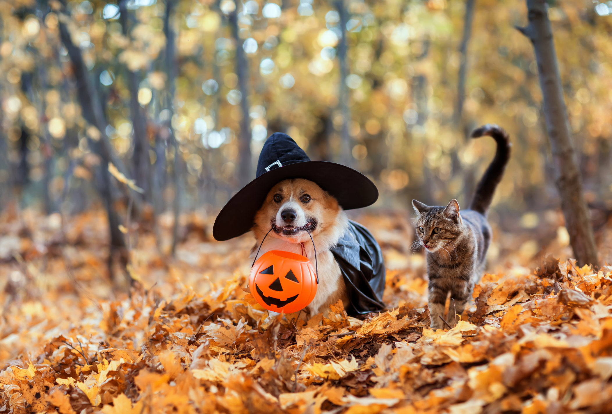 Halloween con mascotas.
