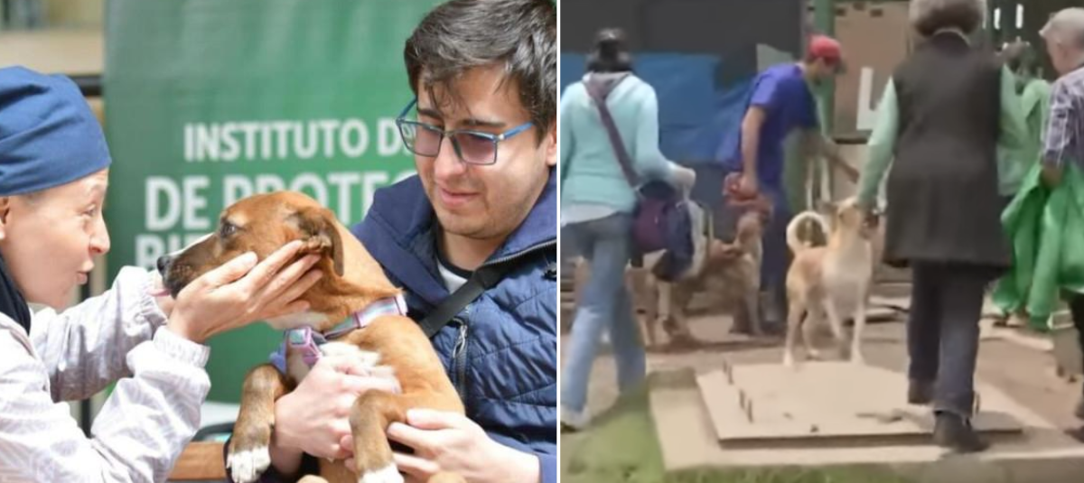 ’Una Misma Manada’: el nuevo voluntariado para apoyar a rescatistas de animales en Bogotá| EL TIEMPO